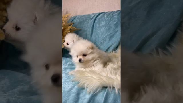 VID-20221103-WA0015.mp4 смотреть онлайн