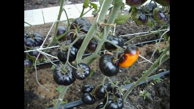 Томат Сибирская радуга смотреть онлайн