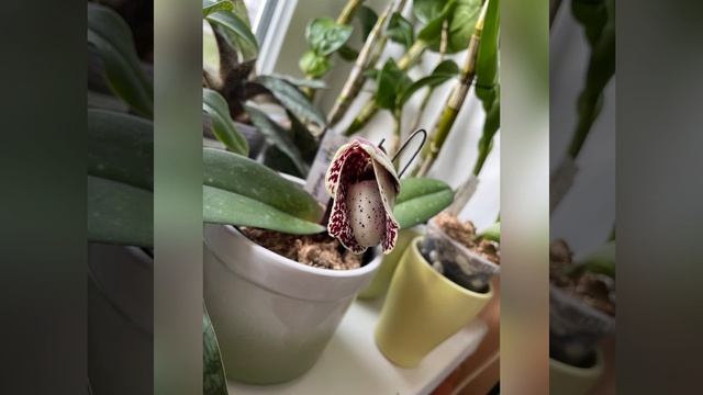 Paph. Leucochilum смотреть онлайн
