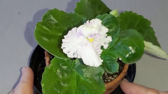 First Flowering!!! Stunning CAJUN'S QUEENS LACE - Lavender Purple Green White Frilled Semi-double - смотреть онлайн