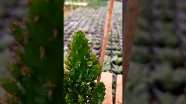 Opuntia Monacantha Cactus Radyosyon Emici kaktüs смотреть онлайн