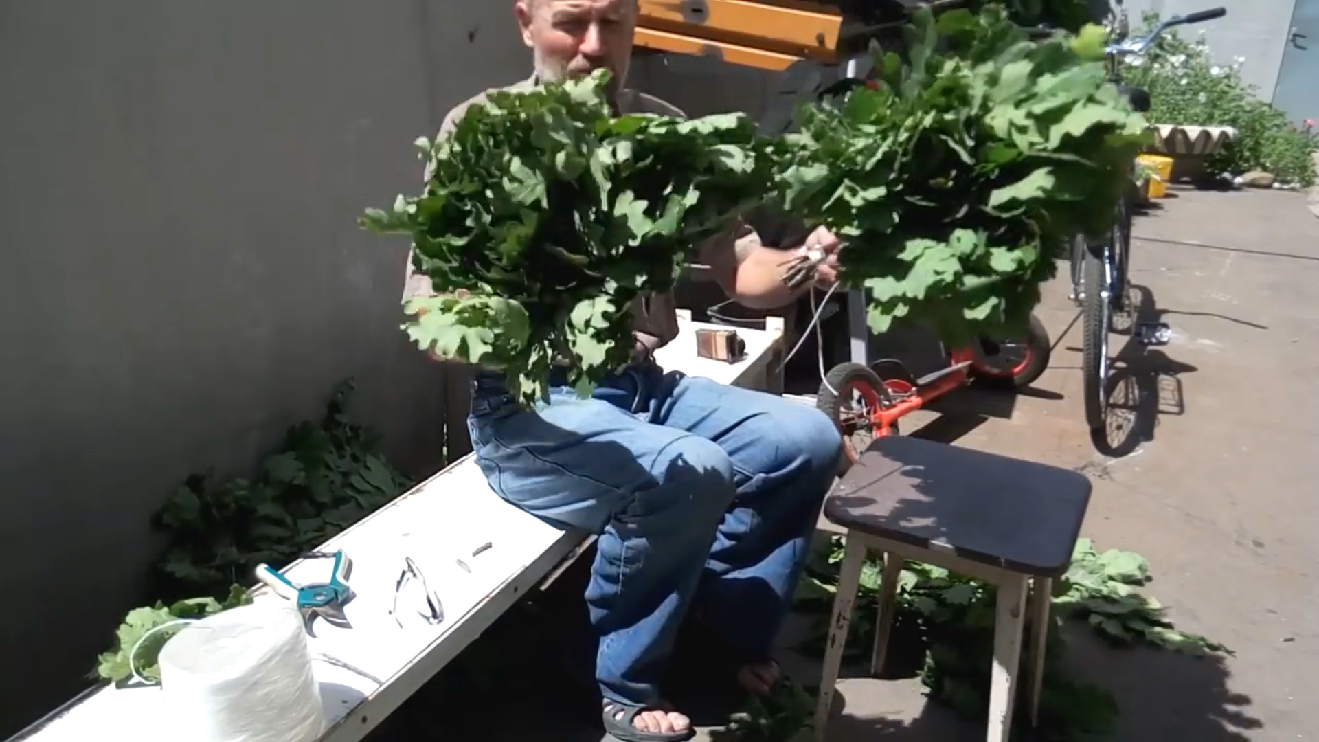 Веники для бани.Заготовка дубовых веников.Как вязать веники для бани. смотреть онлайн