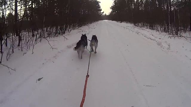 Сибирские хаски. Ездовой спорт. Скиджоринг по пересечённой местности с Оджи и Кисой смотреть онлайн