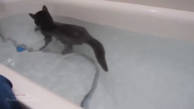 Смешные коты в воде! Подборка 2022! - смешное видео, приколы, смотреть онлайн смотреть онлайн
