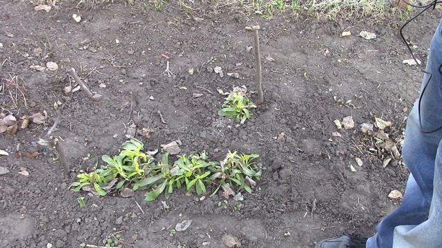 Дом в Деревне, Подснежники, Обрезка яблонь. VedRover. смотреть онлайн