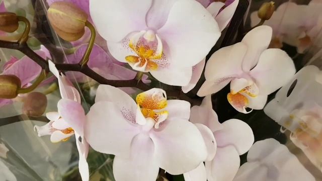 ОРХИДЕЯ фаленопсис ГРАНДИФЛОРА с обалденными корнями в ЛЕРУА МЕРЛЕН орхидеи Orchid ORCHIDS OPTIFLOR смотреть онлайн