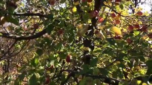 Алекс Брежнев в Одессе. С другом на шашлыки. Жены нет и не предвидится. Alex Brezhnev о ЗОЖ.