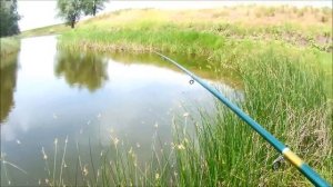 Ловля супер линя на раковую шейку! Рыбалка на крупного линя! Супер Линь на поплавок!