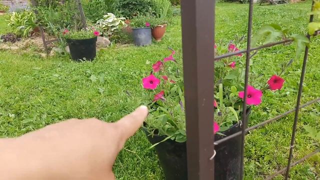 Розы-слёзы... Котовник во всей красе)))