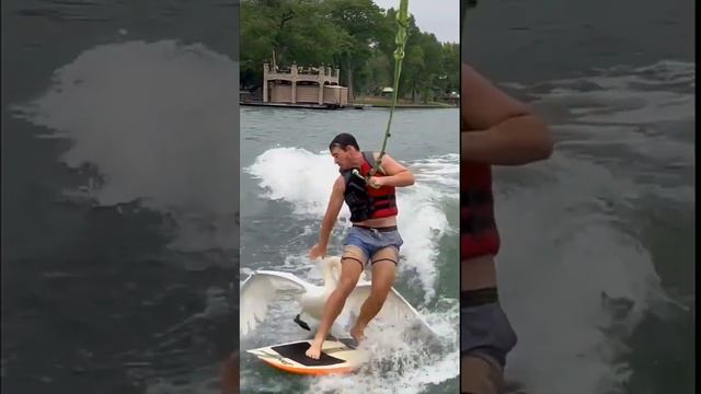 Лебедь напал на серфингиста смотреть онлайн