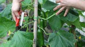 Не удаляйте пасынки огурцов пока не увидите это видео! Формируем растение, чтобы огурцов было много