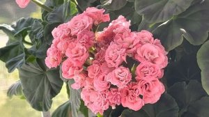 Ирида «Мамины розы» ответ на вопрос в комментарии