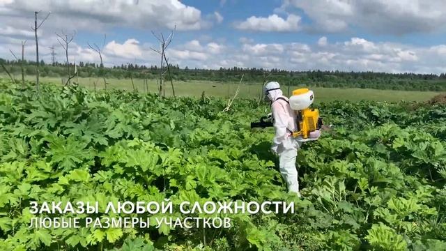 Гербицидная обработка участка от борщевика смотреть онлайн