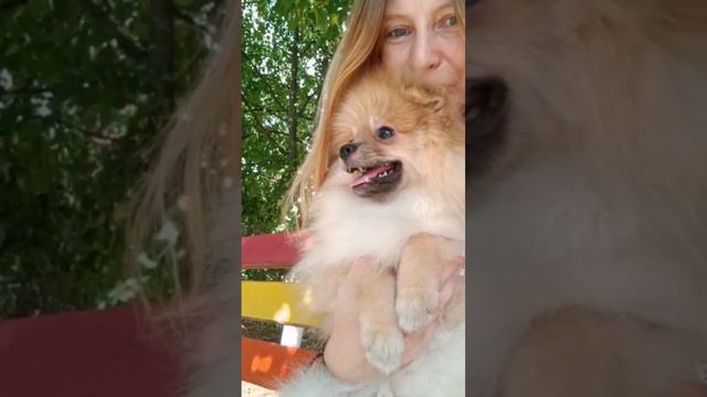 Малый шпиц Арчи🥰 .В холке будет в пределах 25-27 см не больше. смотреть онлайн