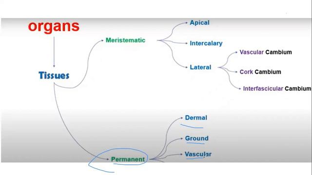 Biology LO.9 | STEM G10 | Semester 2 смотреть онлайн
