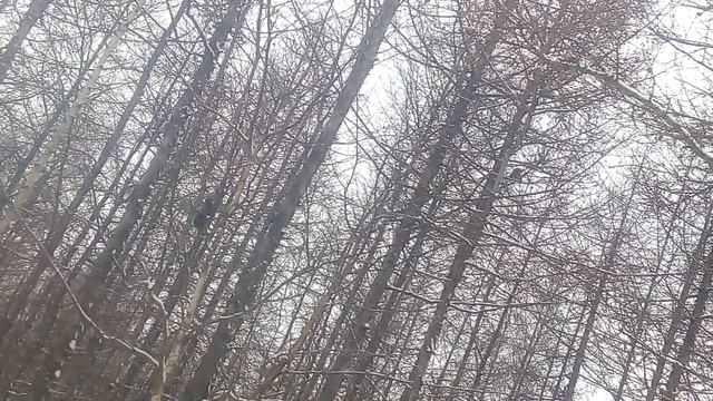 Соха Якутия город Мирный белки Прямо посередине центр смотреть онлайн