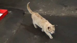 ЗАМЕНА КАТАЛИЗАТОРА НА ГАЗЕЛИ!