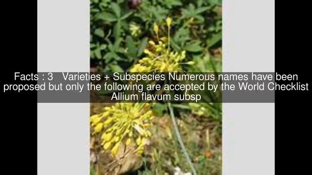 Allium flavum Top #5 Facts смотреть онлайн
