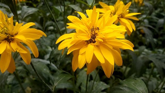 Рудбекия "Золотой Шар" рассеченная, высокие желтые цветы смотреть онлайн