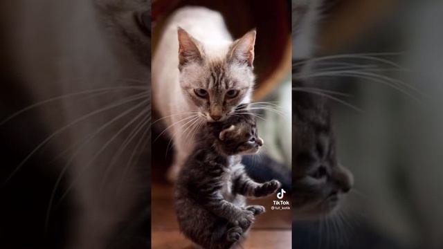Почему нельзя брать взрослую кошку за шкирку смотреть онлайн
