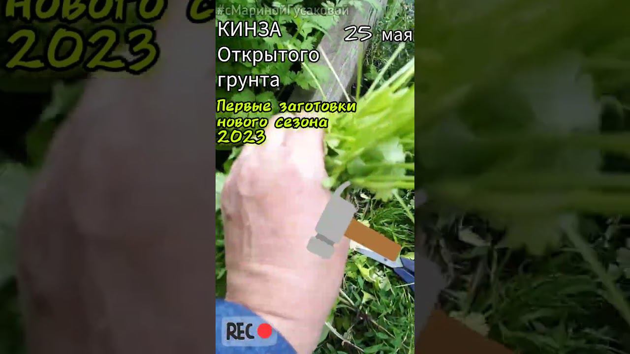 КИНЗА ОГ уродилась | Первый урожай | Нарезала целый таз #Заготовки на зиму часть 1-ая 25 мая смотреть онлайн