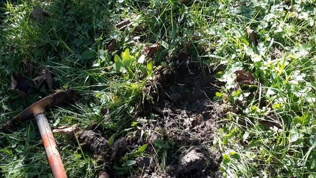 Minelab gold monster 1000 смотреть онлайн