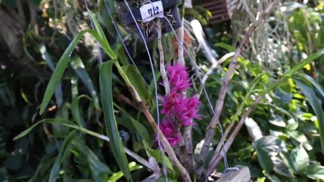 All about the Dendrobium bracteosum - Species Orchid Review смотреть онлайн