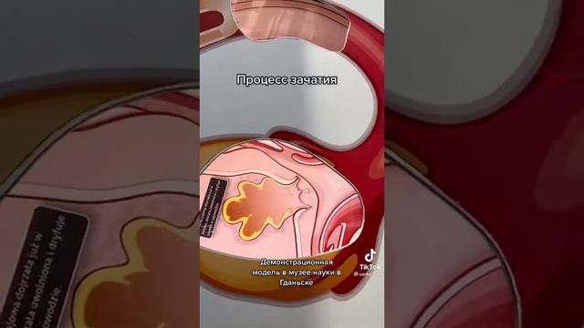 Медицинская грамотность через анатомию человека. Процесс зачатия.