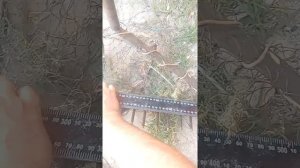 Грабли для сбора ракушки.