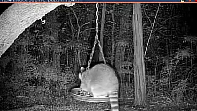 Чтоб еноту в кормушку попасть-надо с дерева упасть#Texas смотреть онлайн