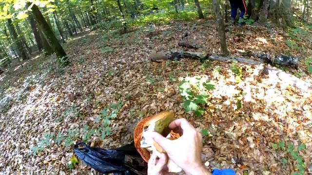 Осенние грибы 2018 ǀ СОБИРАЕМ ГРИБНОЙ ДЕЛИКАТЕС ǀ сбор грибов в сентябре 2018 смотреть онлайн