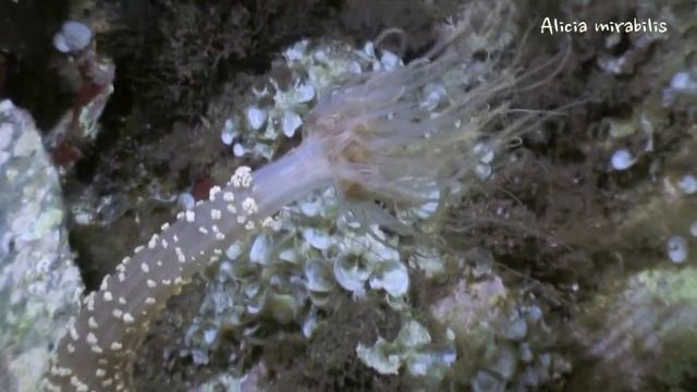 Alicia mirabilis en cabo de palos смотреть онлайн