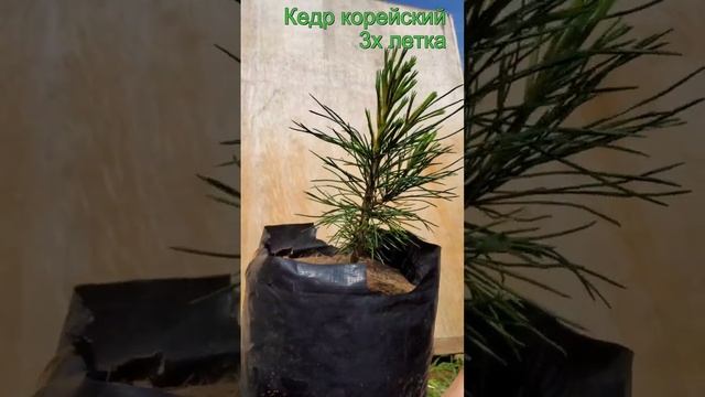 Саженцы кедр корейский 3х летка Seedlandia.ru - семена и саженцы декоративных растений смотреть онлайн