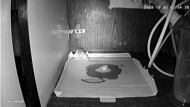 Охота на мышь часть 2 смотреть онлайн