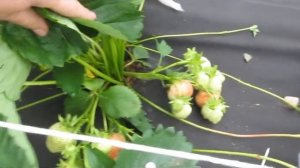 Клубника раннего сорта Элли - экзотический вкус с нотками абрикоса. Очччень вкусно!