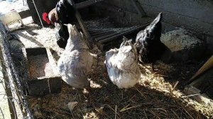 Обзор моих кур Маран чёрно-медный.  #какиекурынесутпасхальныеяйца#курыкупить#курынесушки