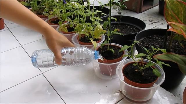 VERY SIMPLE Self Watering System Using Food Containers смотреть онлайн