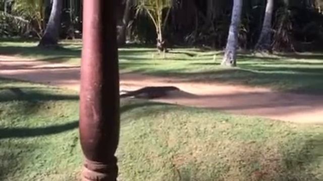 Varan v Club Bentota, Sri Lanka смотреть онлайн
