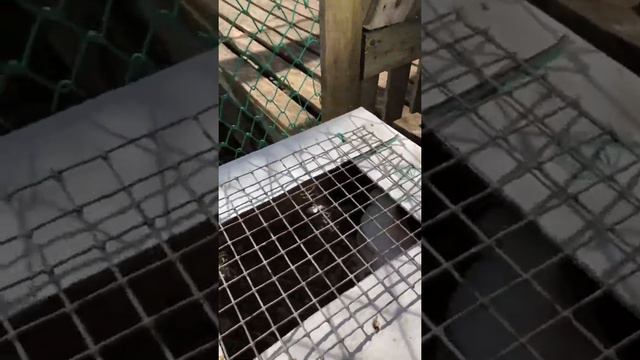 Открытие лётного сезона узбекских и почтовых голубей. 28.04.22 смотреть онлайн