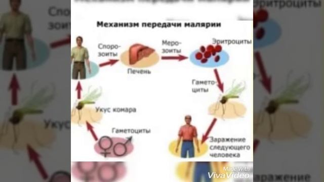 Чем опасна малярия? смотреть онлайн