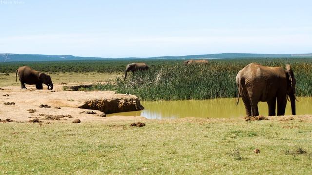 4K African Animals: Nairobi National Park, Kenya - Amazing African Wildlife Footage with Real Sound смотреть онлайн