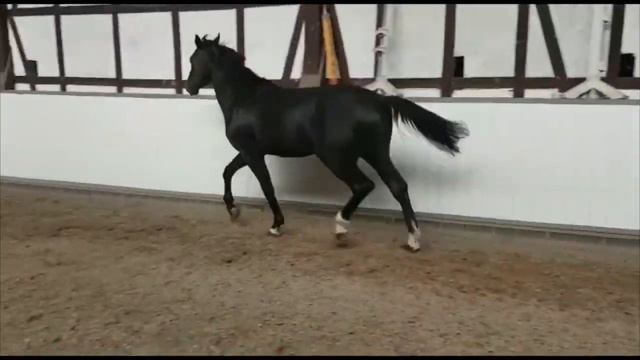 Stall Distel, Hengst von Cornet Obolensky x Mister, geb. 2016 смотреть онлайн
