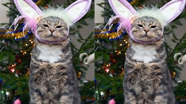 смешные коты в костюме смотреть онлайн