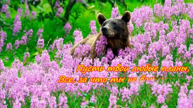 Цветы и животные смотреть онлайн