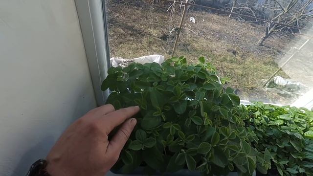 цікаві досліди з посівматом №4 смотреть онлайн