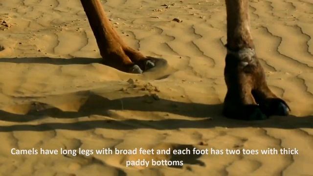 Do You Know These Interesting Facts About Camel? | Camel Facts For Kids | Learn #animalfacts