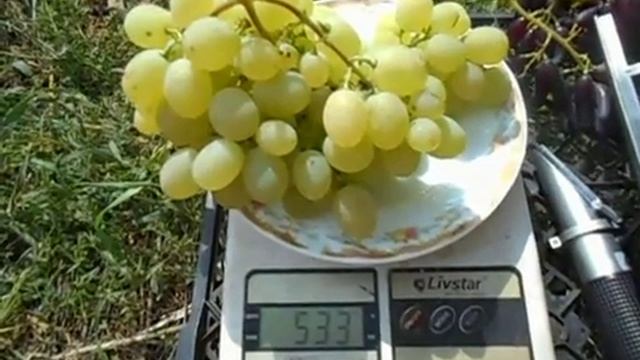 Кишмиш Афродита Grapes Afrodita смотреть онлайн