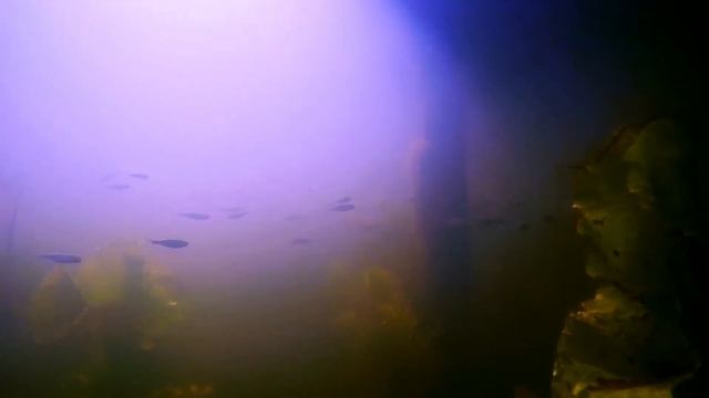 ПОДВОДНАЯ СЪЕМКА на экшн камеру SJCAM M10 + Северский Донец смотреть онлайн