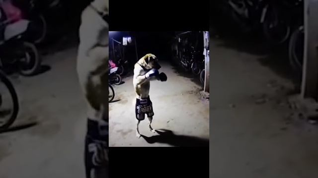 подготовка.mp4