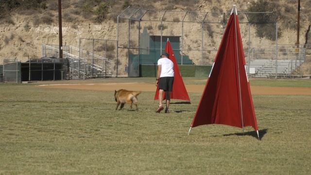 BELGIAN MALINOIS: THE SHEPHERD WITH A PIT BULL'S SPIRIT смотреть онлайн